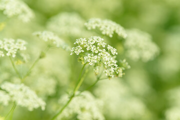 Anise flower field. Food and drinks ingredient. Fresh medicinal plant. Seasonal background. Blooming anise field background on summer sunny day.