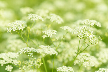 Anise flower field. Food and drinks ingredient. Fresh medicinal plant. Seasonal background. Blooming anise field background on summer sunny day.