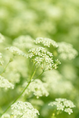 Anise flower field. Food and drinks ingredient. Fresh medicinal plant. Seasonal background. Blooming anise field background on summer sunny day.