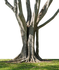The roots and stems of the banyan tree that are separated from the background have a white background. There are cutting paths available.