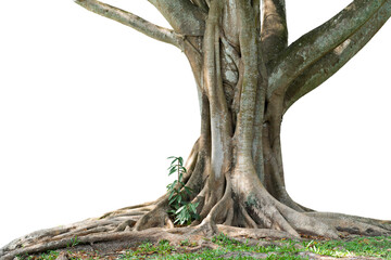 The Bodhi tree, taken in Thailand, is a tree that grows well in the tropics. This shot cut out the background and then added a white background. (image isolated) Can be used for any work.