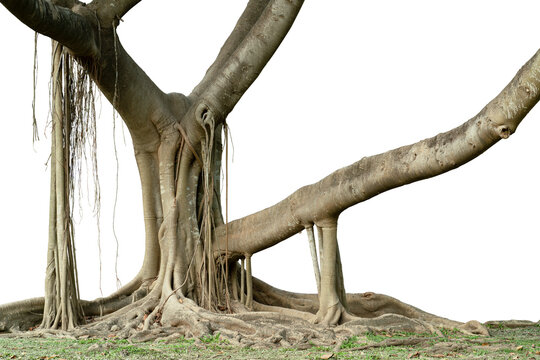 The banyan tree has wide roots and it also has aerial roots that can grow into a trunk. The tree picture has been cut out from the background, put on a white background, ready to use. 