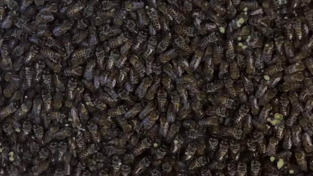 bee colony inside the honeycomb