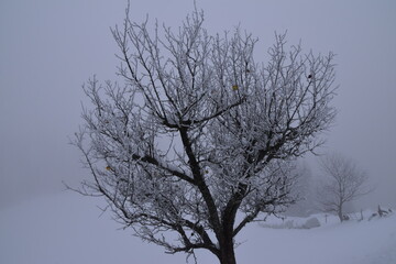 Gefrorener Apfelbaum