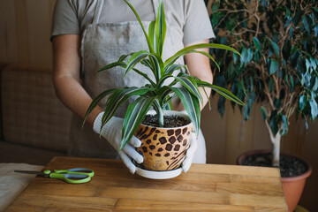 Spring Houseplant Care, Waking Up Indoor Plants for Spring. Female hands spray and washes the...