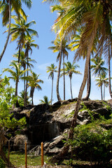 Fototapeta na wymiar A grove of Coconuts Tress near the Island of Morro do Sao Bahia, Brazil