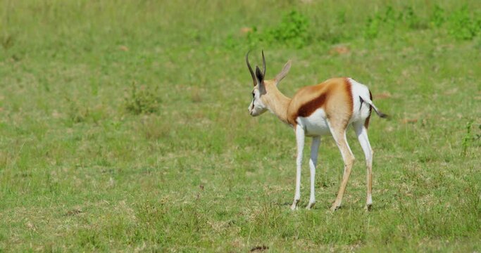 Dorcas Gazelle Grazing and Walking on Grass