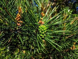 pine branches with cones