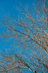 Tree against the blue sky