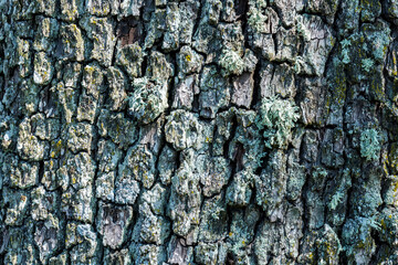 Bark of Tree with Lichen
