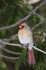 Female Northern Cardinal