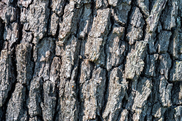 Bark of European Pear (Pyrus communis)