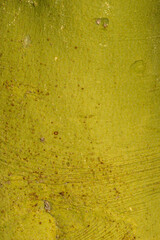 Bark of Yellow Paloverde (Parkinsonia microphylla)