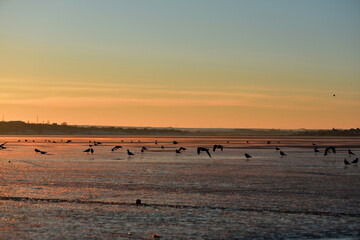 Silhouette of seagulls on ice river, sunset background,photo