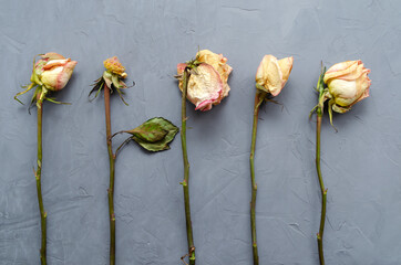 Verwelkte Rosen mit abgefallenen Blütenblättern und getrockneten Blättern liegen parallel in einer Reihe auf einem ultimativen grauen Hintergrund © R.Yu.M.
