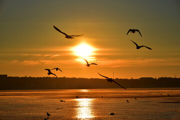 Sea gulls flying in sunset sky, golden shades
