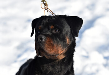 un serio perro rottweiler