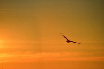 Fototapeta na wymiar Silhouette of seagull in sunset sky, amazing photo