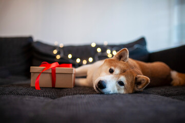 Hund auf der couch mit Geschenk für Weihnachten. Shiba inu mit Lichter