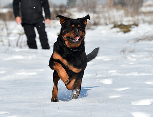 rottweiler dog