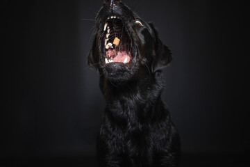 Obraz premium Labrador Retriever im Fotostudio. Hund versucht essen zu fangen. Schwarzer Hund schnappt nach Treats und macht witziges Gesicht