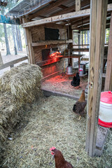 Wood chicken coop on a rural home property with chickens inside © Ursula Page