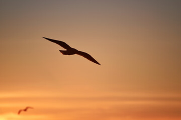 Silhouette of seagull in sunset sky, amazing photo