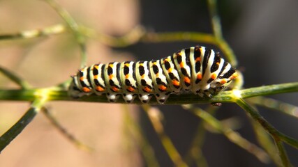 macro : caterpillar on a branch