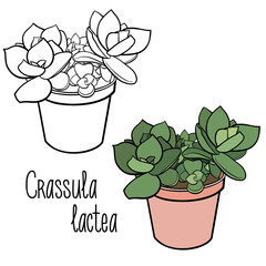 A picture of a house plant in a planter. Vector outline illustration drawings of coloured indoor plant in a flowerpot isolated on a white background. Crassula lactea plant with a handwriting caption