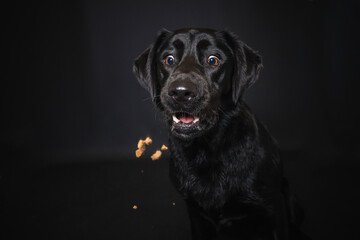 Labrador Retriever im Fotostudio. Hund versucht essen zu fangen. Schwarzer Hund schnappt nach Treats und macht  witziges Gesicht