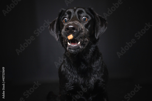 Labrador Retriever Im Fotostudio Hund Versucht Essen Zu Fangen Schwarzer  Hund Schnappt Nach Treats Und Macht Witziges Gesicht Wall  Mural-lichtflut_photo