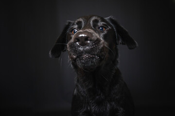 Labrador Retriever im Fotostudio. Hund versucht essen zu fangen. Schwarzer Hund schnappt nach Treats und macht  witziges Gesicht