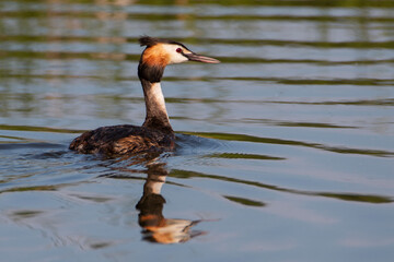 The great crested grebe on the water in morning summer light