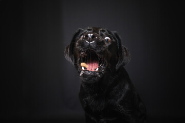 Fototapeta premium Labrador Retriever im Fotostudio. Hund versucht essen zu fangen. Schwarzer Hund schnappt nach Treats und macht witziges Gesicht