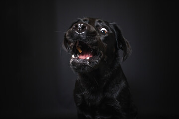 Labrador Retriever im Fotostudio. Hund versucht essen zu fangen. Schwarzer Hund schnappt nach Treats und macht  witziges Gesicht