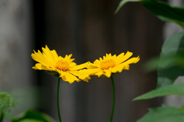 Coreopsis Duo