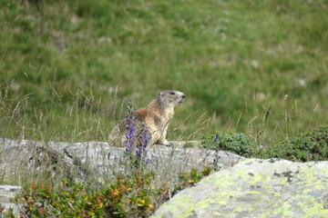 Naklejka na ściany i meble Marmot among the rocks