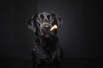 Labrador Retriever im Fotostudio. Hund versucht essen zu fangen. Schwarzer Hund schnappt nach...