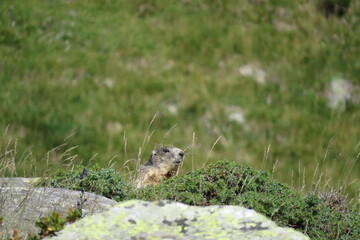 Marmot among the rocks