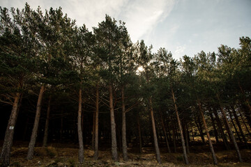un bosque con arboles de gran altura