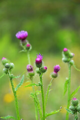 In the meadow among herbs blooms thistle (Carduus) .