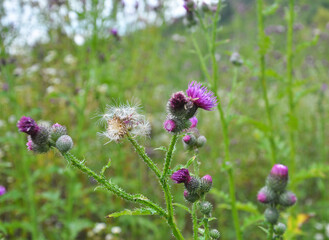 Obraz premium In the meadow among herbs blooms thistle (Carduus) .