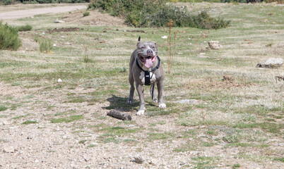 Un perro gris en el campo
