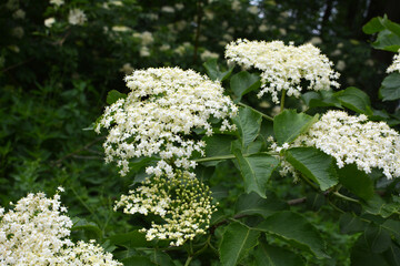 Elderberry blooms in nature