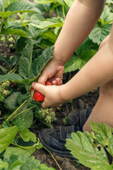 Litlle boy picking strawberries in the garden