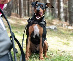 un perro negro y marrón sacando la lengua