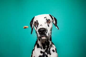 Dalamtiner im Studio versucht ein leckerli zu fangen. Hund schnappt nach essen und macht lustiges Gesicht