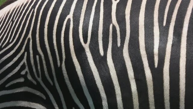 Zebra skin. 
A closeup of a zebra slowly passing in front of the camera.
