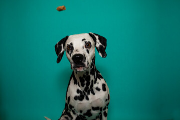 Dalamtiner im Studio versucht ein leckerli zu fangen. Hund schnappt nach essen und macht lustiges...