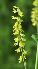 Melilot officinalis (Melilotus officinalis) blooms in nature